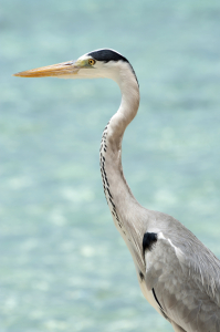 Grey Heron stands on the beach near the sea